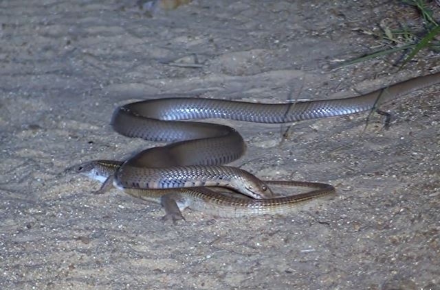 Ảnh cắt từ clip.