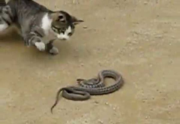 Mèo bắt rắn.