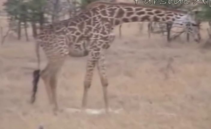 Ảnh cắt từ clip.