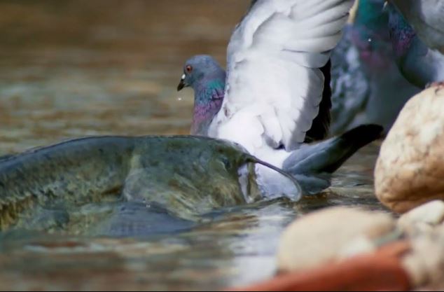 Cá da trơn khổng lồ săn chim bồ câu.