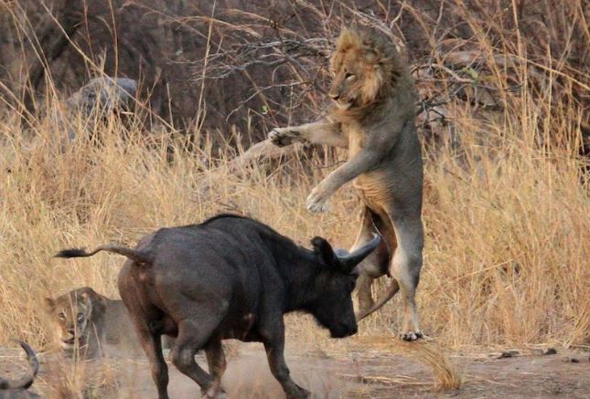 Trâu rừng húc sư tử.