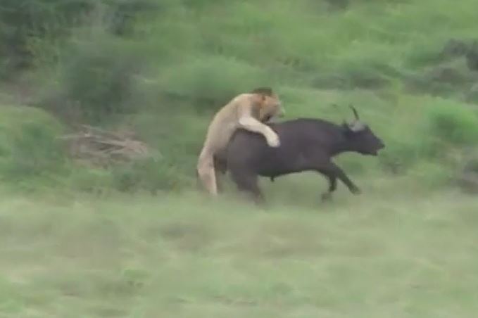 Ảnh cắt từ clip.