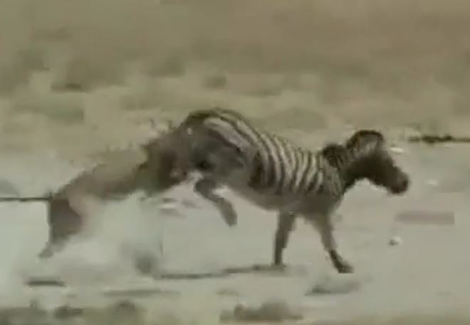 Ảnh cắt từ clip.