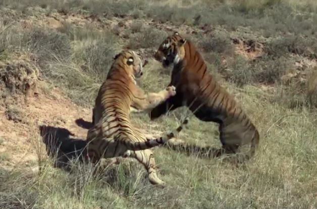 Hổ ác chiến dữ dội.