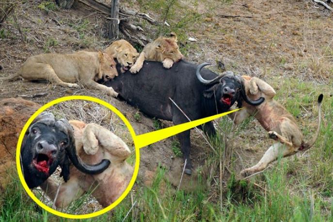 Trâu rừng húc sư tử.