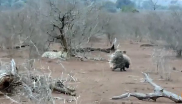 Ảnh cắt từ clip.