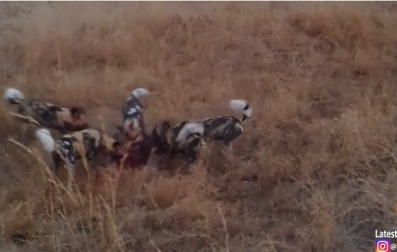 Ảnh cắt từ clip.