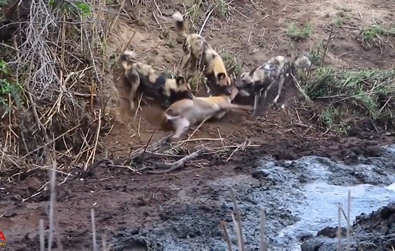 Ảnh cắt từ clip.