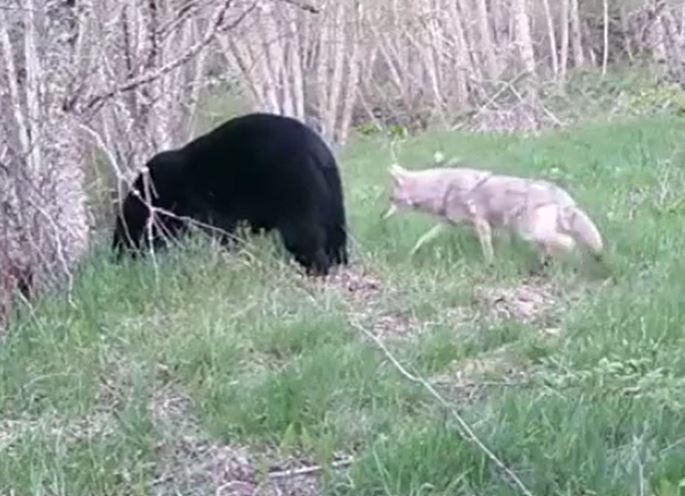 Ảnh cắt từ clip.