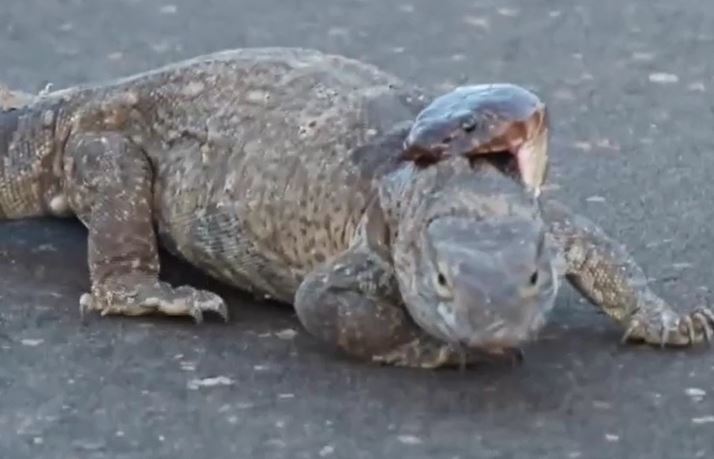 Ảnh cắt từ clip.