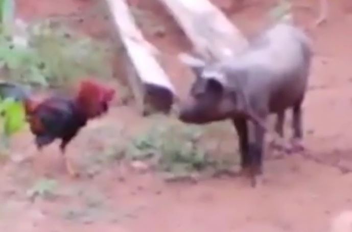 Ảnh cắt từ clip.