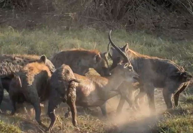 Ảnh cắt từ clip.