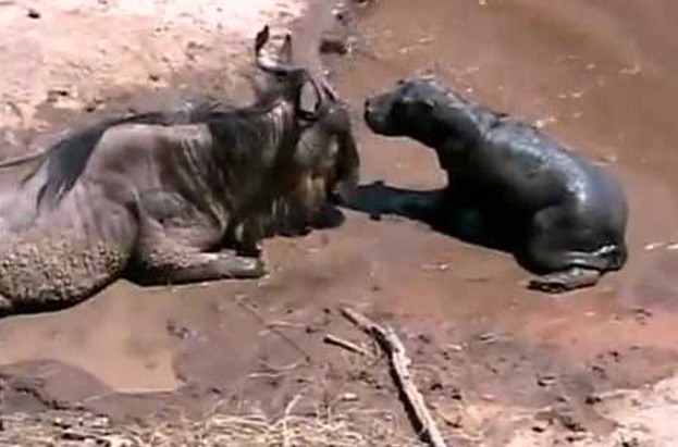 Ảnh cắt từ clip.