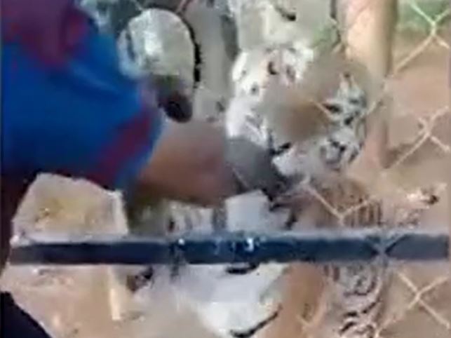 Ảnh cắt từ clip.