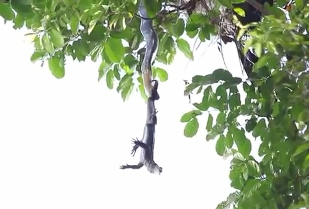 Ảnh cắt từ clip.