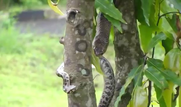 Ảnh cắt từ clip.