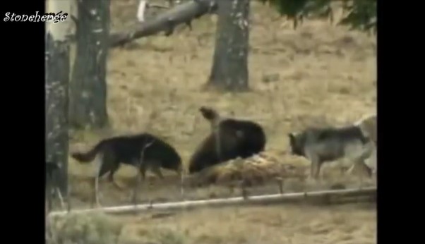 Ảnh cắt từ clip.