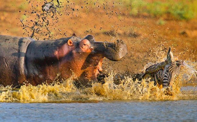 Hà mã tấn công ngựa vằn.