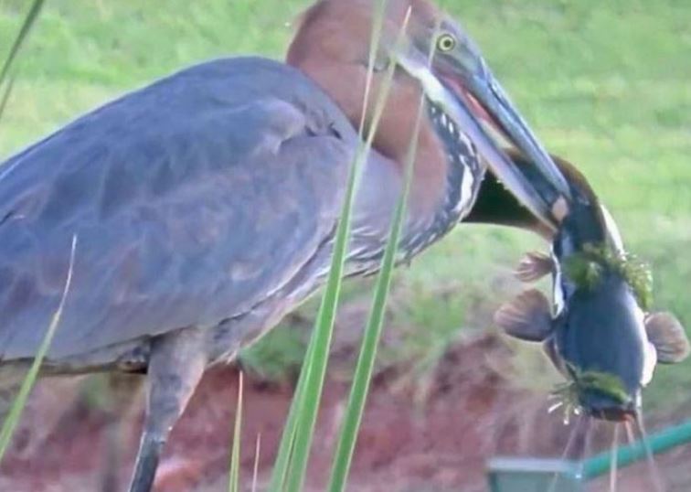 Diệc bắt được cá da trơn lớn.