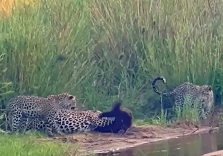 Ảnh cắt từ clip.