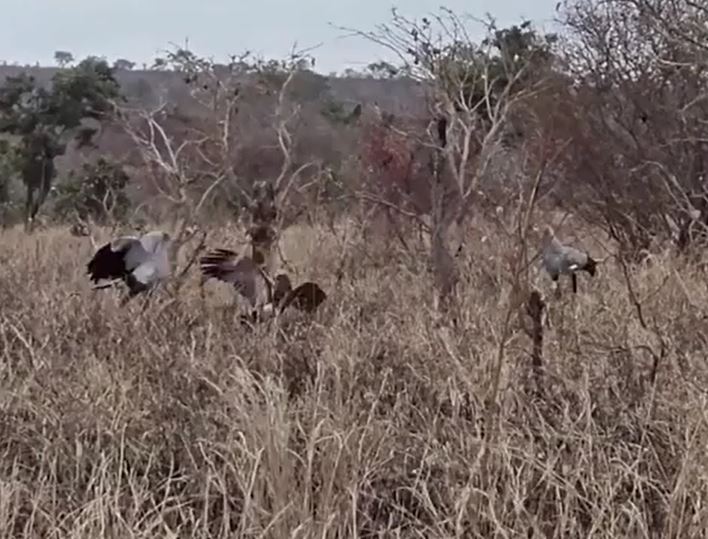 Ảnh cắt từ clip.