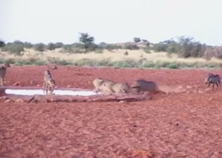 Ảnh cắt từ clip.