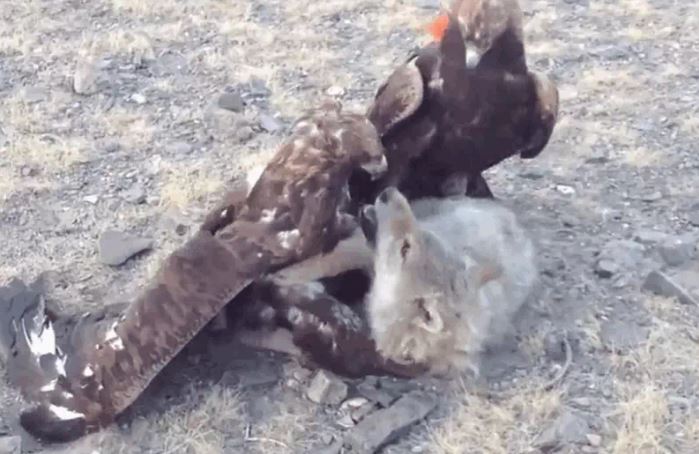 Ảnh cắt từ clip.