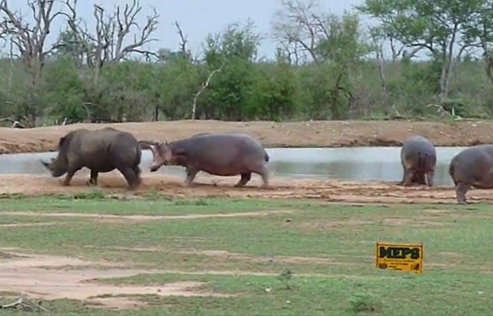 Ảnh cắt từ clip.