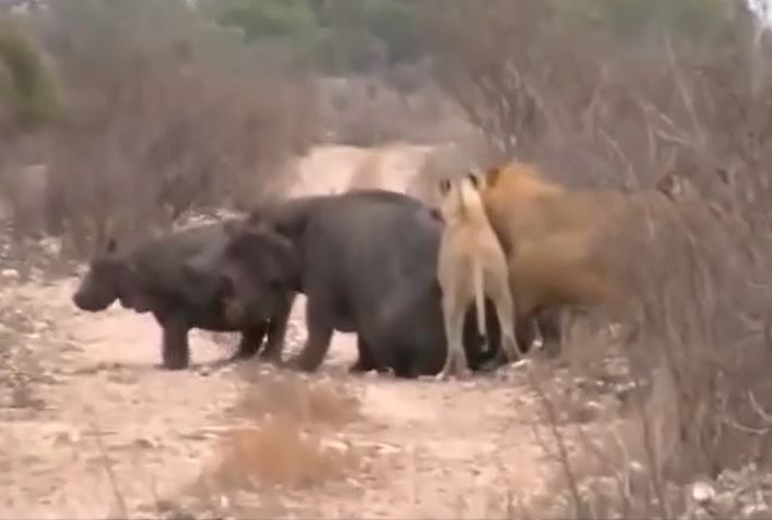 Ảnh cắt từ clip.