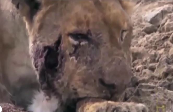 Ảnh cắt từ clip.