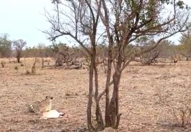 Ảnh cắt từ clip.