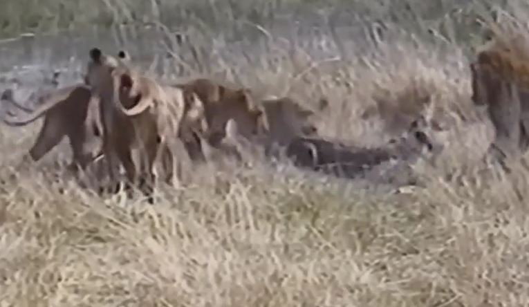 Ảnh cắt từ clip.