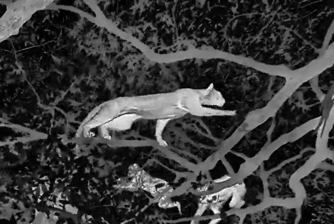 Ảnh cắt từ clip.