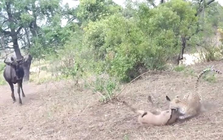 Ảnh cắt từ clip.