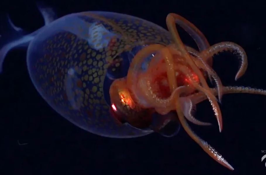 Con mực khổng lồ non được quay ở gần quần đảo Nam Sandwich.