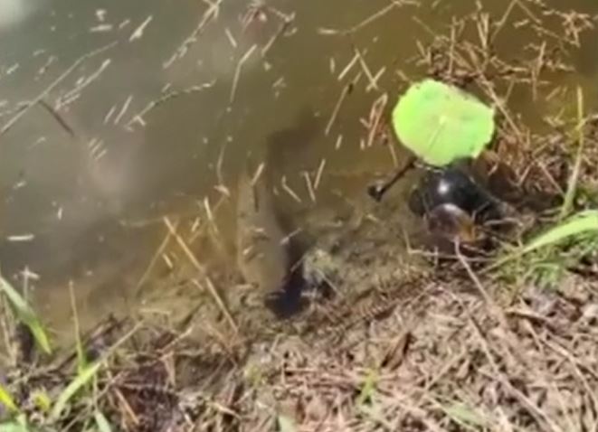 Ảnh cắt từ clip.