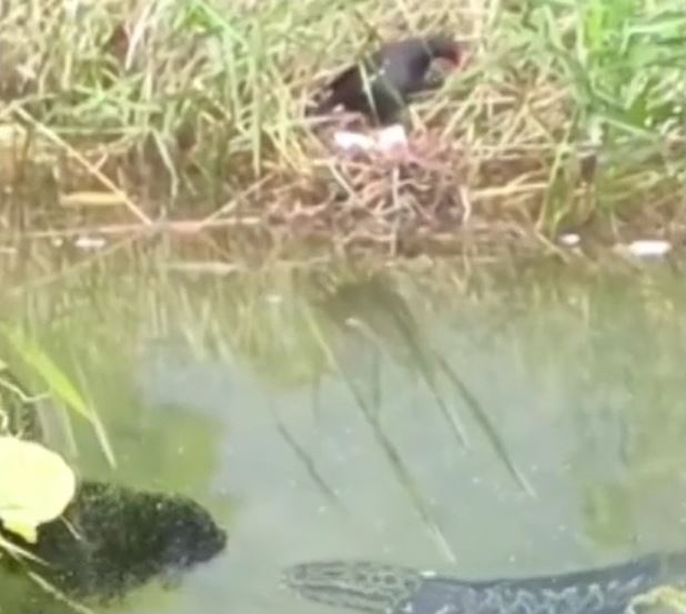 Ảnh cắt từ clip.