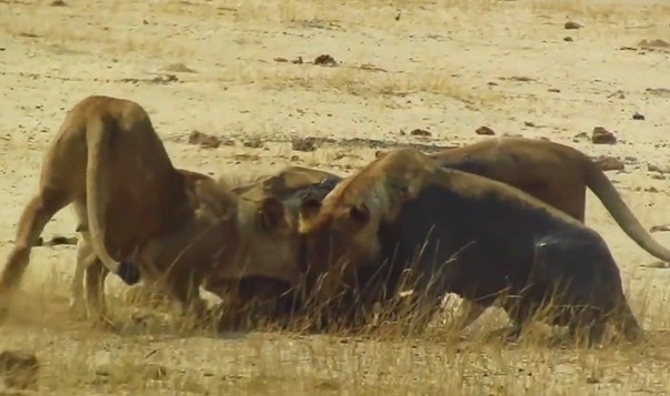 Ảnh cắt từ clip.