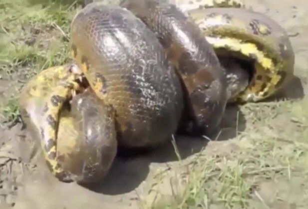 Ảnh cắt từ clip.