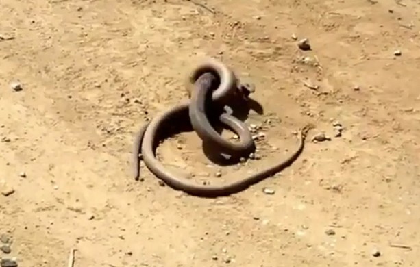 Ảnh cắt từ clip.