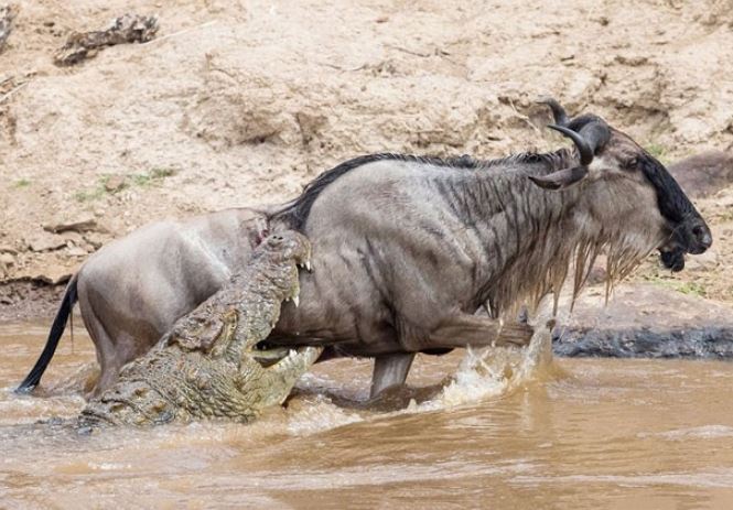 Cá sấu tóm gọn linh dương đầu bò.
