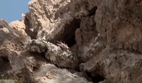 Ảnh cắt từ clip.