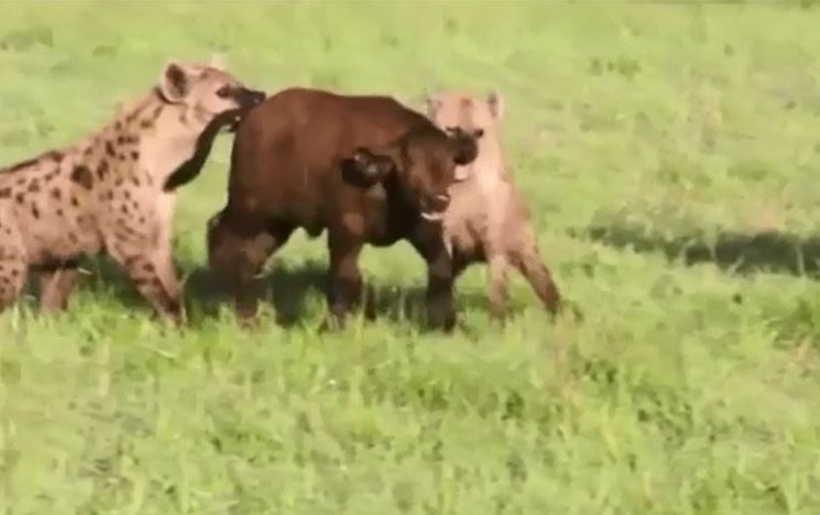 Ảnh cắt từ clip.