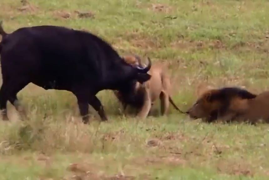 Sư tử săn trâu rừng.