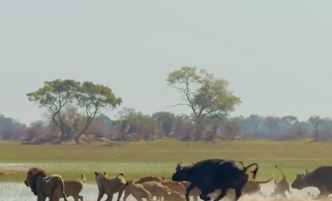 Ảnh cắt từ clip.