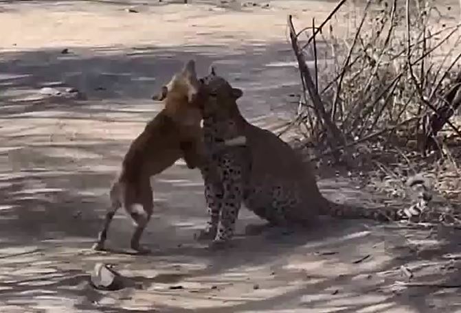 Ảnh cắt từ clip.