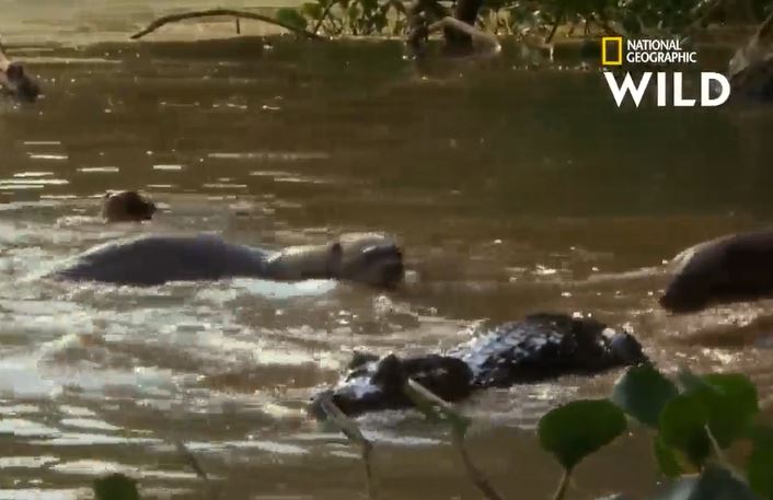 Ảnh cắt từ clip.