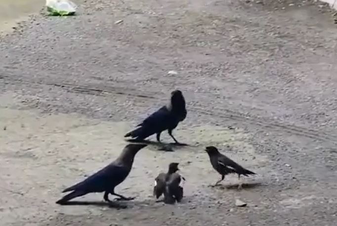 Ảnh cắt từ clip