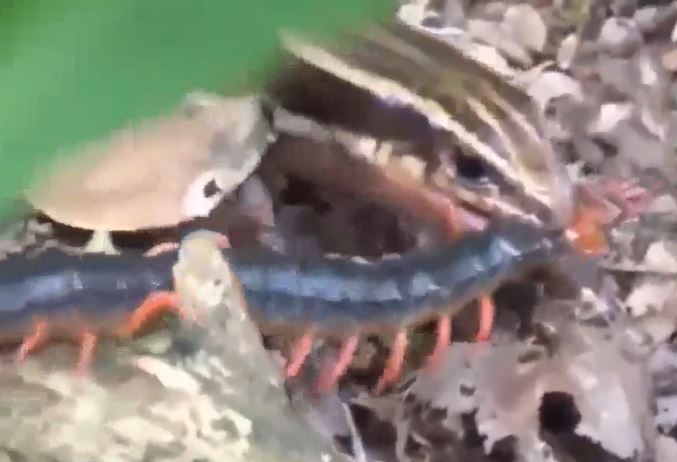 Ảnh cắt từ clip.