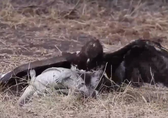 Ảnh cắt từ clip.